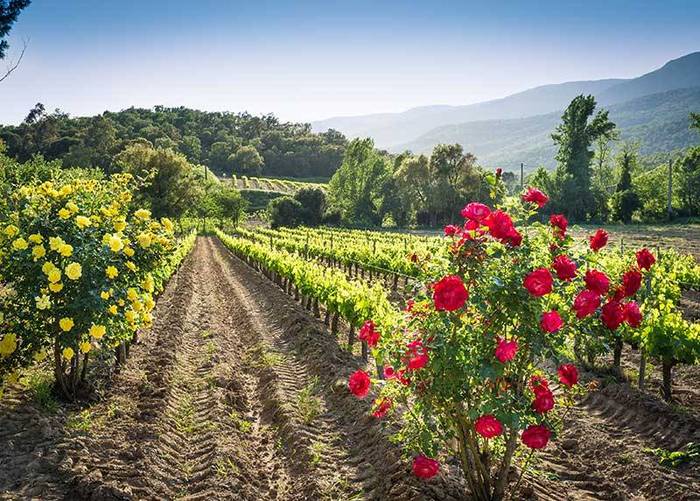 Why roses in the vineyard? - My, Wine, Winemaking, Flowers, Facts, Vineyard
