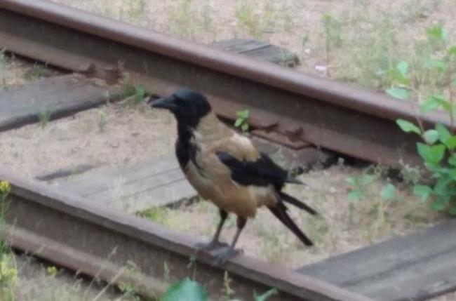 A red crow scares residents in the vicinity of ABZ-1 - Crow, Saint Petersburg, Ecology, Nature, Kolomyagi