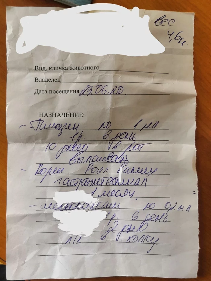 Tell me, please, what can it be? - Video, Longpost, Veterinary, cat, My