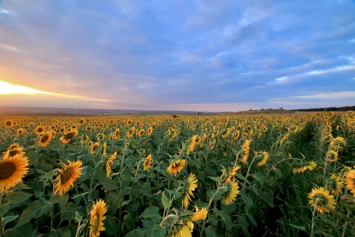 Field of sunflowers. Chishminsky district. Bashkortostan. 2020 - My, Sunflower, Bashkortostan