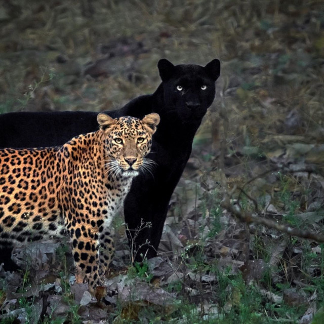 Eternal couple - Leopard, Black Panther, Pair, Big cats, India, National park, Longpost