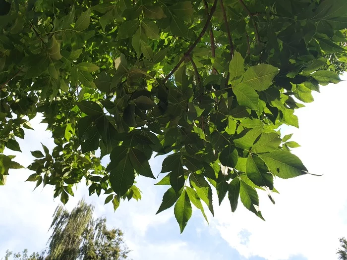 What are these trees called? - Want to know everything, Green trees, What's this?, Longpost