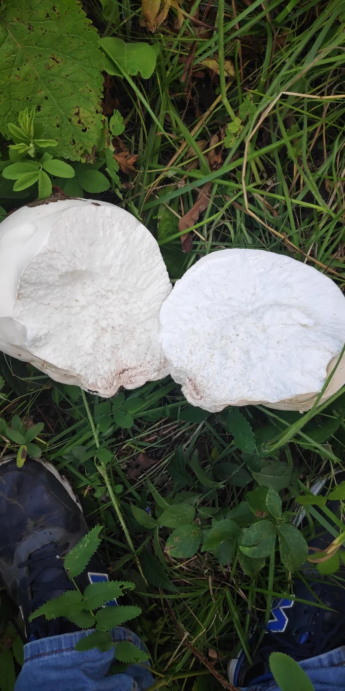 Help me identify this mushroom - My, Identification, Mushrooms, Krasnoyarsk, Longpost