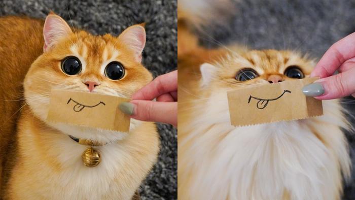 How about making similar painted smiles for your pet cats? - cat, Smile, Drawing, Imposition, Milota, Language, Expression, Humor