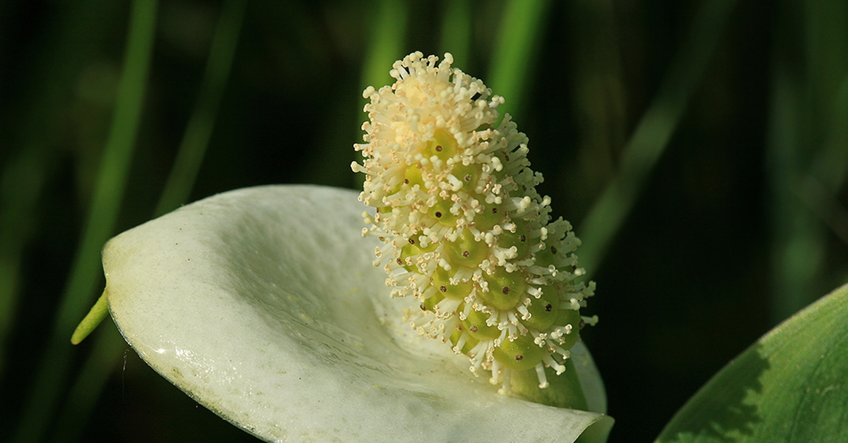 Растения с початком. Белокрыльник болотный цветок. Белокрыльник (Калла). Белокрыльник соцветие. Белокрыльник болотный ягода.