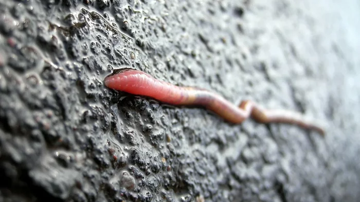 Why do worms crawl to the surface after rain if only death awaits them outside? - Longpost, Yandex Zen, Animals, Interesting, Worm