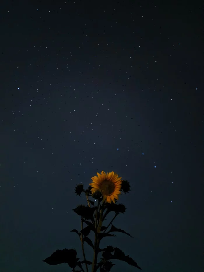 Sunflower - My, Mobile photography, Sunflower, Night