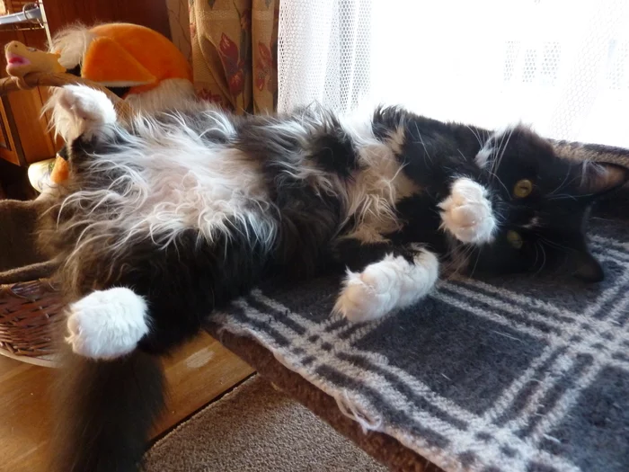 Tsar. Hello, Tsar...Cothambus Berlioz - My, cat, Tsar, Pets, Longpost