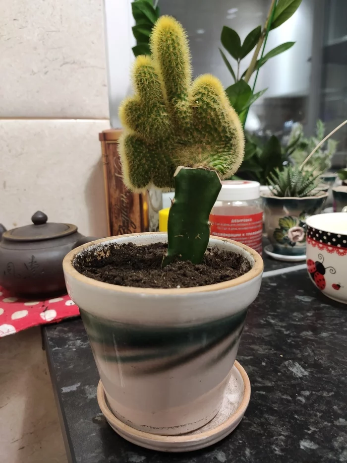 Dilemma... - My, Cactus, Houseplants, Humor