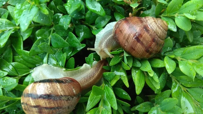 Zdaarova, dude! - My, Photo on sneaker, Video, Snail