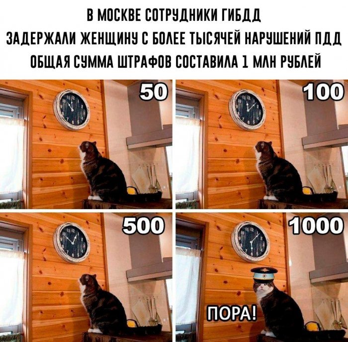 More than a thousand traffic violations - Moscow, Violation of traffic rules, Traffic fines, Women, cat, Memes, It's time, Humor