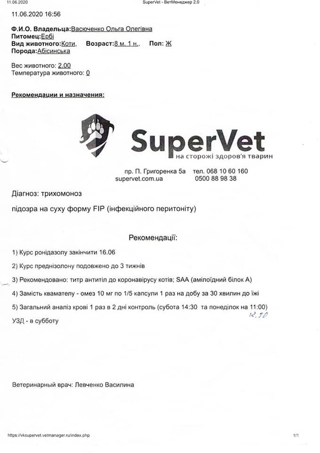 Эрби нуждается в вашей помощи - Кот, Помощь, Лечение, Благотворительность, Длиннопост