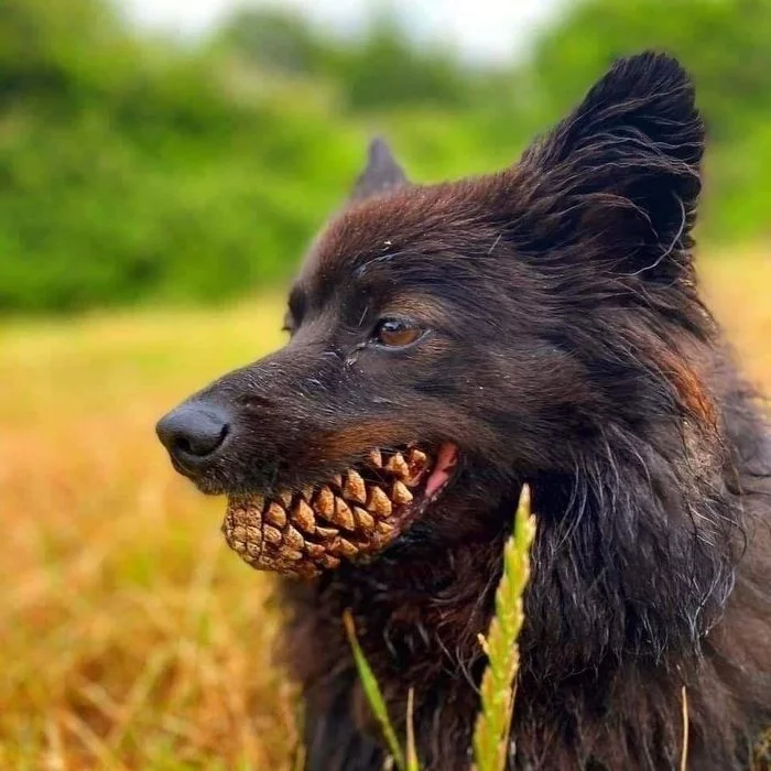 Don't be afraid, he doesn't bite - Images, Dog, Cones