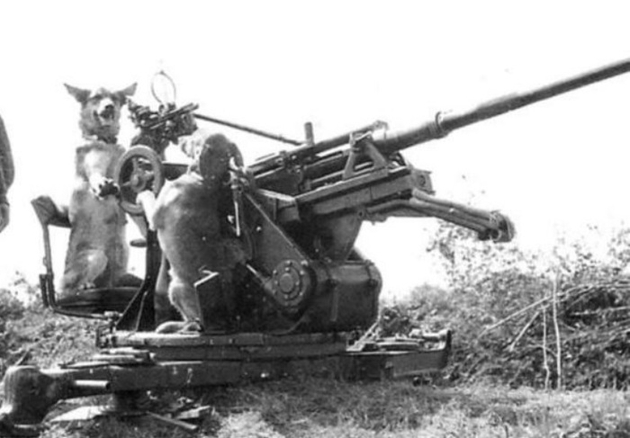 Когда гитлерюгенд не помог...