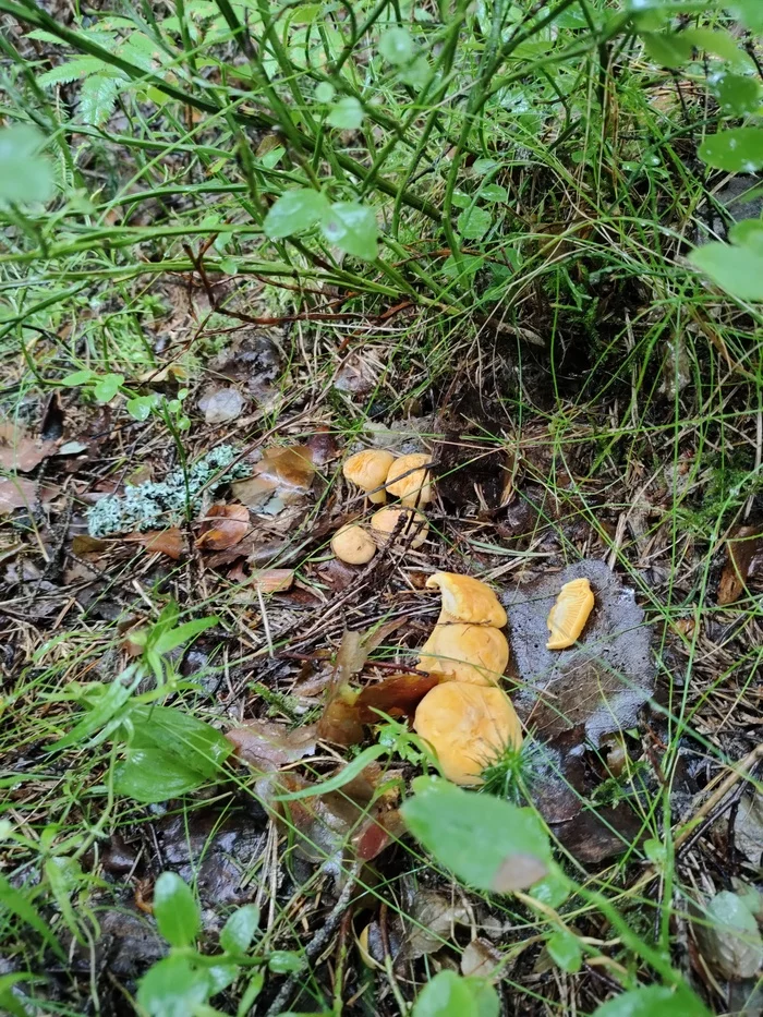 Faster than rain. Bike rides July 2020 - My, A bike, Pokatushki, Forest, Mushrooms, Chanterelles, Sertolovo, Video, Longpost