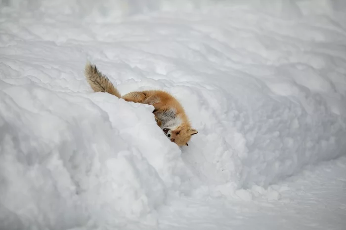 moved out - Fox, Animals, Wild animals, Snow, The street, The photo, Longpost