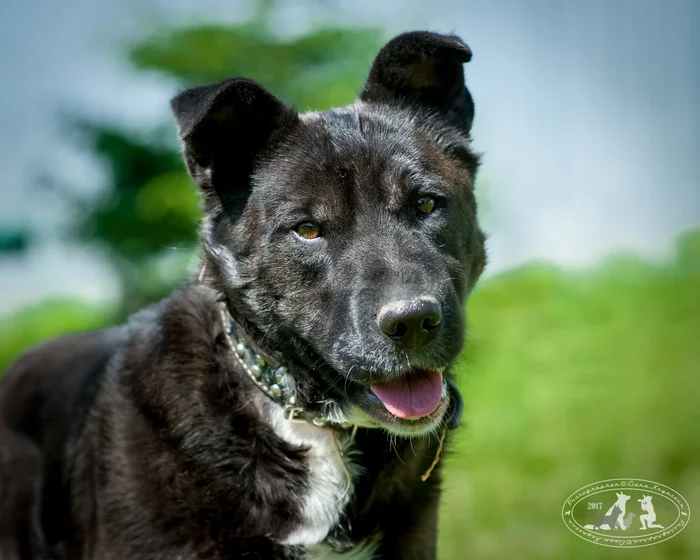 Comrade Mukhin - My, Dog, Animal shelter, Volunteering, Longpost, Moscow, Moscow region, No rating, In good hands