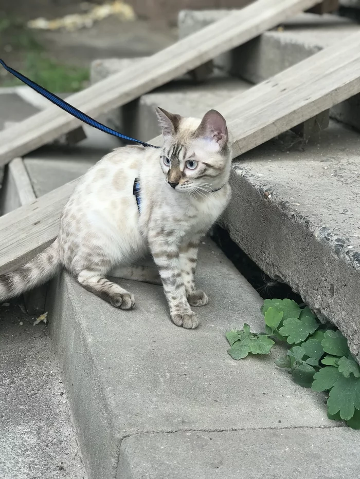 Getting to know the world - My, Bengal cat, cat, Walk, Longpost