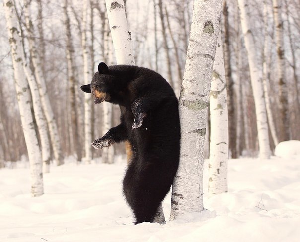 Welcome to our wonderful forest - The Bears, The photo