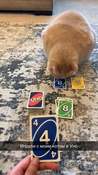 You have to be able to lose - cat, Card game, Uno, Losing, Fak (gesture), Kus, Longpost