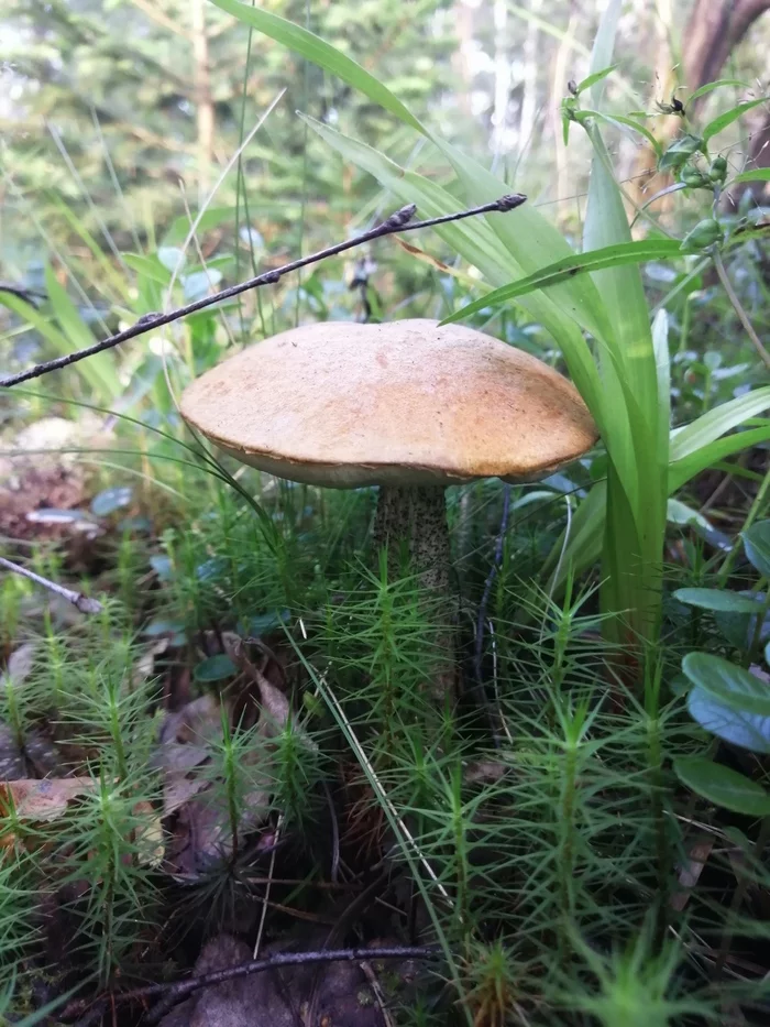 Two hours into the forest, she said... - My, Mushrooms, Chanterelles, Porcini, Butterlets, Canning, Forest, Longpost