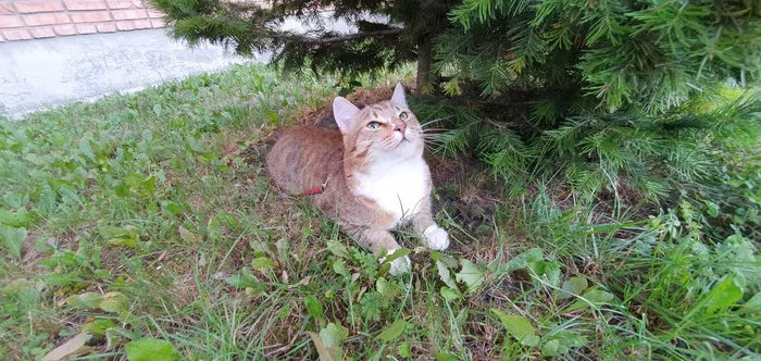 King of Nature - My, cat, Nature, Walk, Greenery