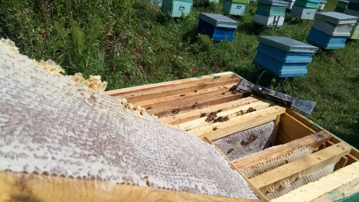Zabrus. - My, Apiary, Beekeeping, Honey, Nature, Products, Longpost