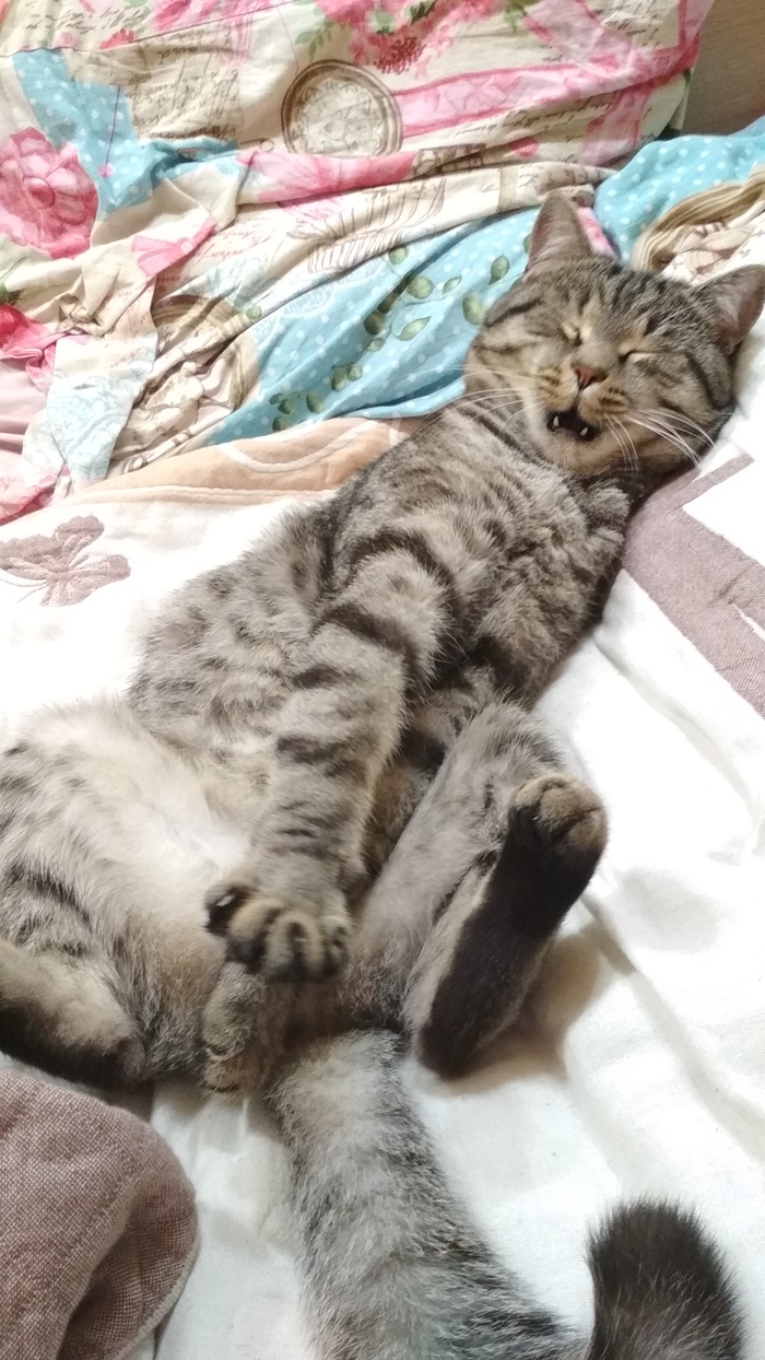 Зевота