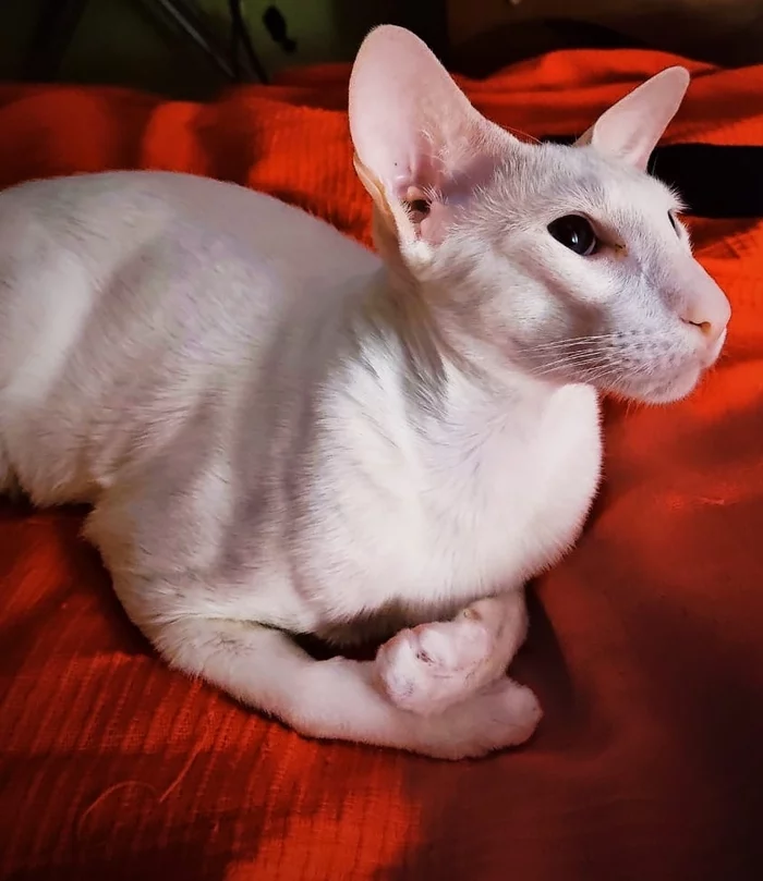 White on red - My, cat, Oriental cats