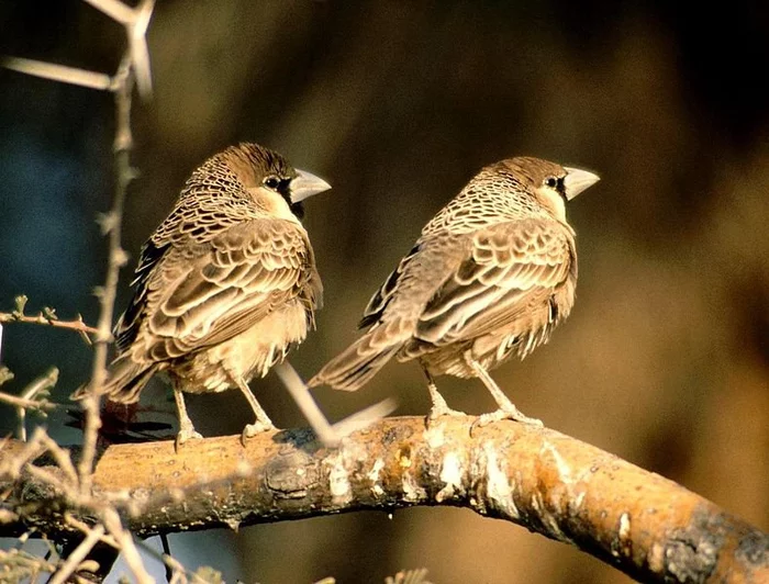 The social weaver builds the world's largest nests! - Birds, wildlife, Nest, Africa, The national geographic, Longpost