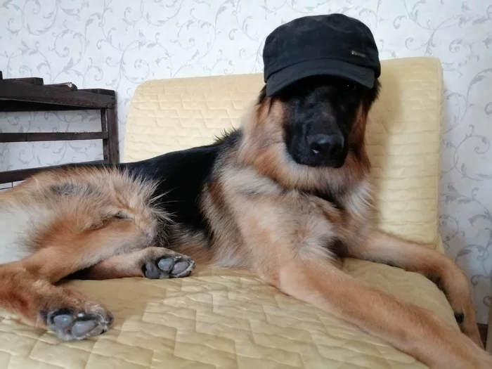 Hello, I'm dogs - My, Dog, Cap