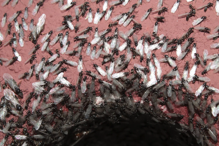 Что это за странные крылатые муравьи появляются в конце июля-начале августа? Муравьи, Колония, Крылья, Книга животных, Яндекс Дзен, Длиннопост