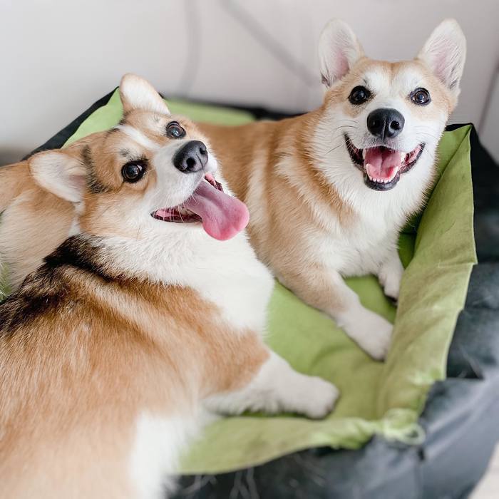 Two pie friends - My, Corgi, Welsh corgi pembroke, Dog, Dog lovers