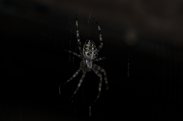 Paukan - My, Spider, The photo, Low key