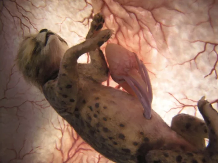 15 поразительных фото животных в материнской утробе Эмбрион, Животные, Наука и жизнь, Беременность, Исследования, Прогресс, Фотография, Длиннопост