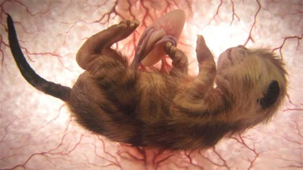 15 amazing photos of animals in the womb 