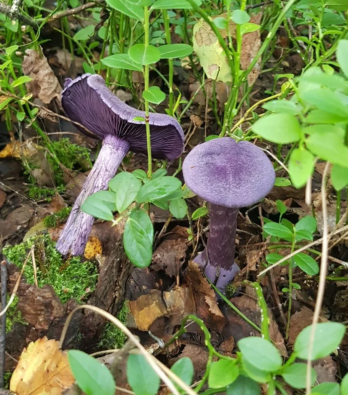 Unusual mushrooms that grow in the Moscow region - My, Mushrooms, Silent hunt, Veselka, Raincoat, Slime molds, Longpost