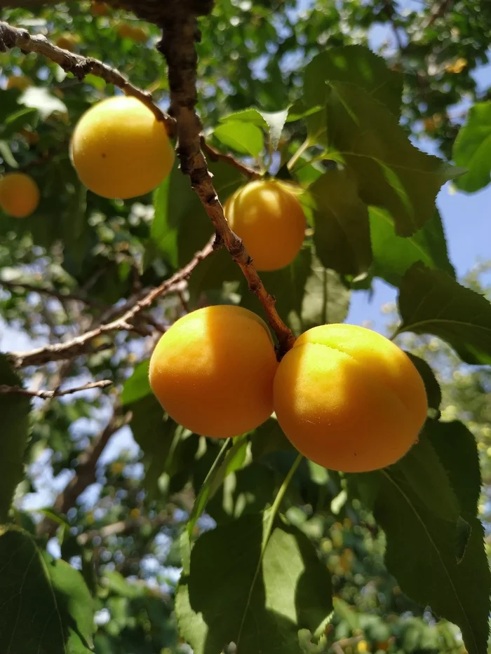 Apricots - My, Apricot, Harvest, Mobile photography, Longpost