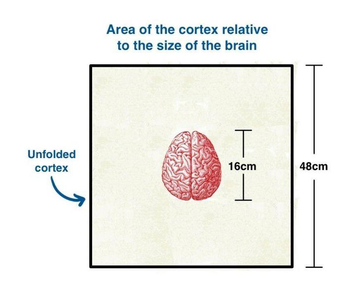 Neuroscience for Dummies: Scale of Complexity - My, Brain, Нейронные сети, Informative, Longpost