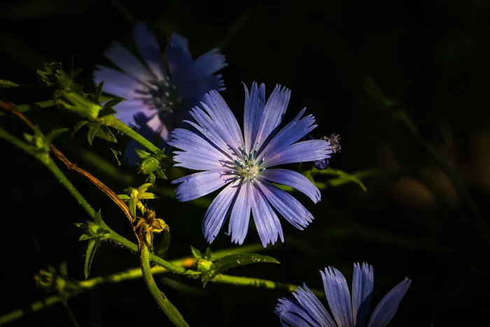 Summer - My, The photo, Plants, Nature, Canon 800D, Longpost