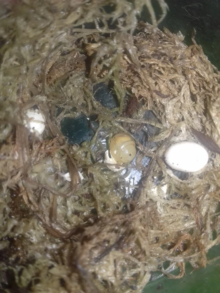 How I became a snail breeder. Or is snails a diagnosis? - My, Snail, Pets, Reticulata, Longpost