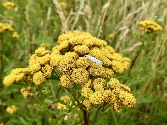 Tansy - My, Tansy, Moth, Butterfly