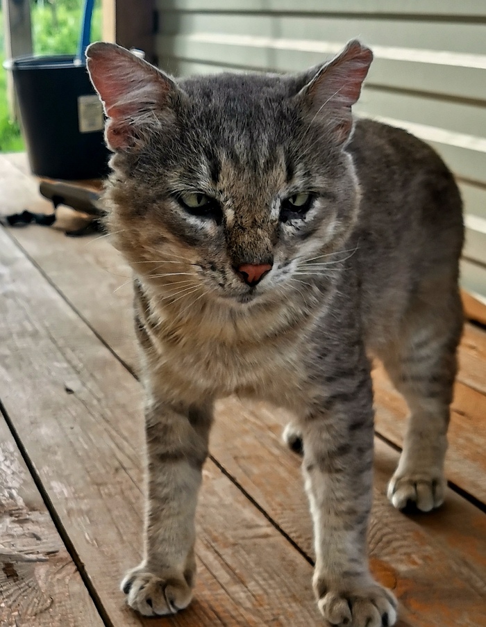 Ответ на пост «Барсик»