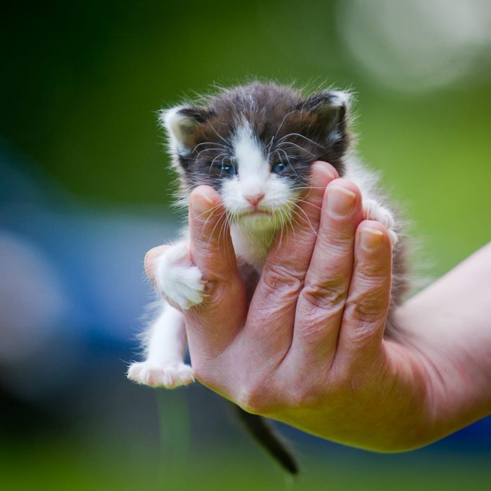 Their life began in the trash, in a tied bag... - Moscow, Animal Rescue, In good hands, Longpost, No rating, cat, Kittens, Text