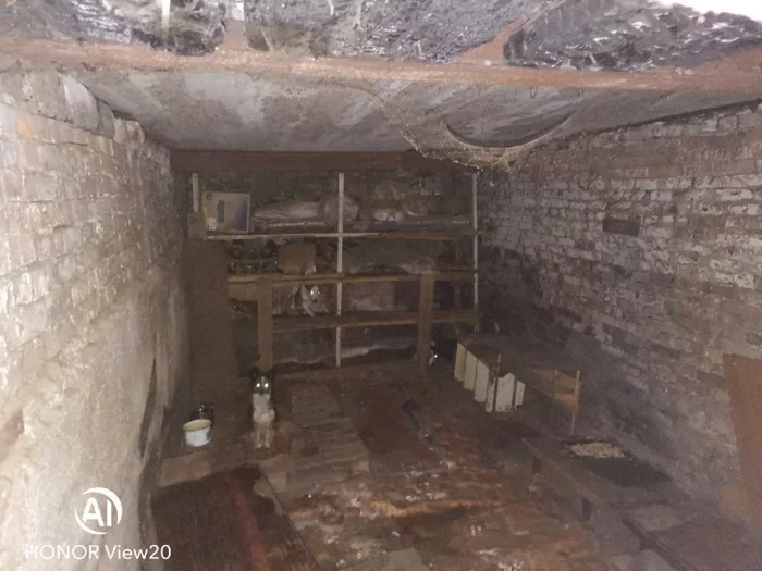 Volunteers rescued 15 cats and dogs locked in the garage of an animal collector - cat, Dog, Garage, Krasnoyarsk, Video, Longpost, Volunteering, Animal Rescue