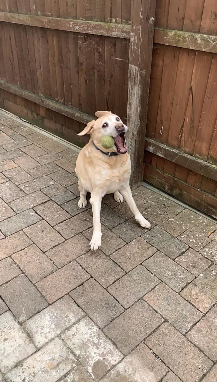 Well at least he tried - The photo, Animals, Dog, Tennis ball, Entertainment, Fail, Labrador