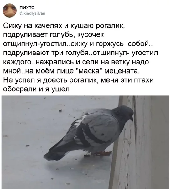 Maecenas - Twitter, Pigeon, Food, Treat, Do no good