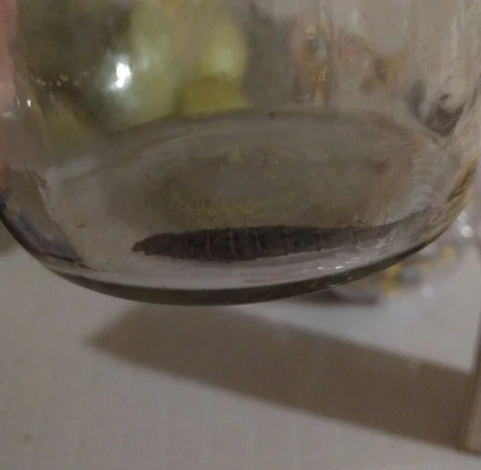 Strange caterpillar - My, Caterpillar, Biology, Longpost