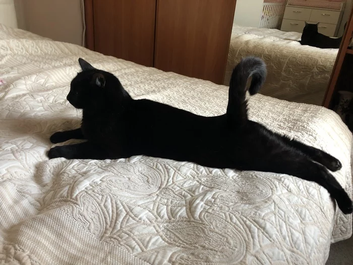 He's comfortable - My, cat, Pets, Convenience, Black cat