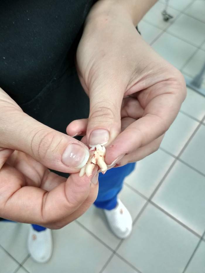 Ответ на пост «Изысканный комплимент»